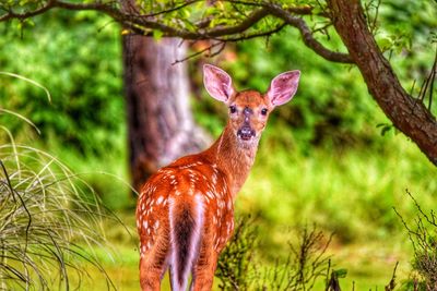 Portrait of deer