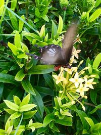 Close-up of butterfly on plant