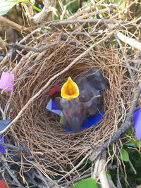 Close-up of bird perching on nest