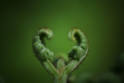 Close-up of fern