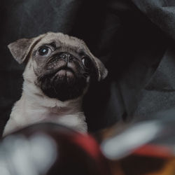 Close-up portrait of dog