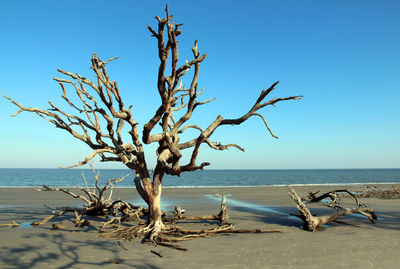 View of driftwood on beach against clear sky