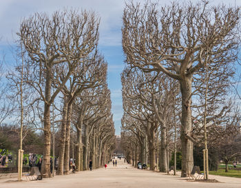 Empty road along trees