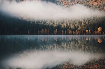 Scenic view of lake in forest