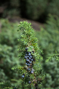 Close-up of pine tree