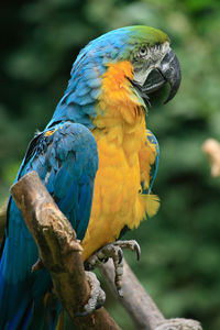 Close-up of parrot perching on branch