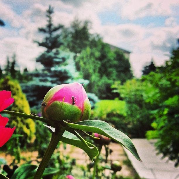 flower, freshness, growth, focus on foreground, fragility, petal, close-up, leaf, beauty in nature, flower head, pink color, nature, plant, bud, sky, stem, blooming, red, in bloom, day