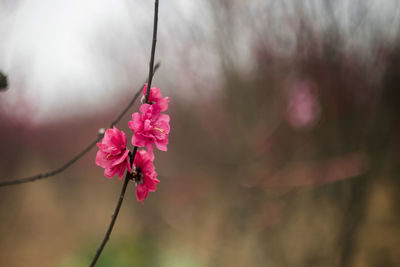 Close-up of pink flowers blooming outdoors