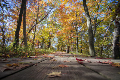 Footpath amidst trees in forest during autumn