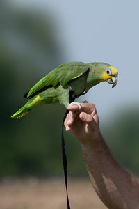 Close-up of a hand holding bird