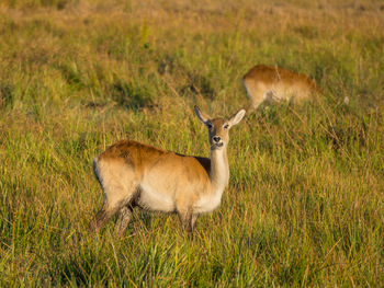 Female southern reedbuck grazing on field, moremi game reserve, botswana, africa