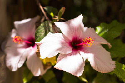 Close-up of pink flower