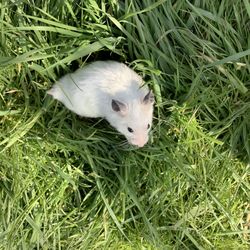 High angle view of rabbit on field