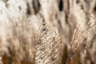 Close-up of stalks in field