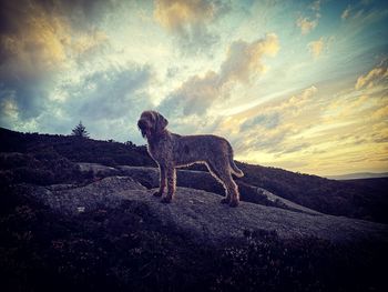 Dog standing on rock against sky