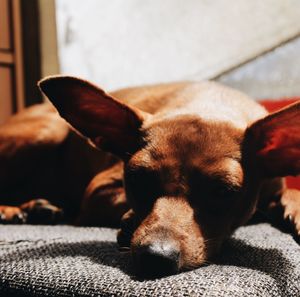 Close-up of dog sleeping