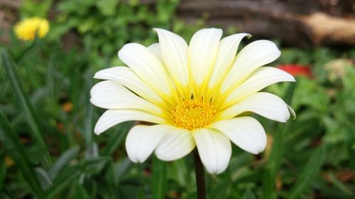 Close-up of white flower blooming outdoors