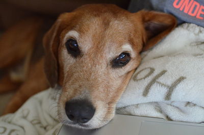 Close-up portrait of dog lying on bed