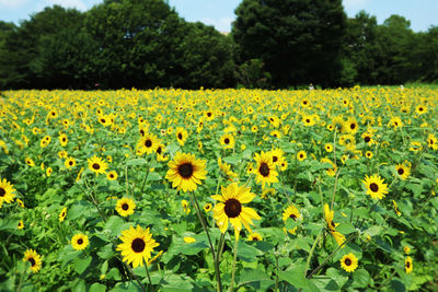 Close-up of sunflower field