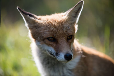 Close-up portrait of a fox.