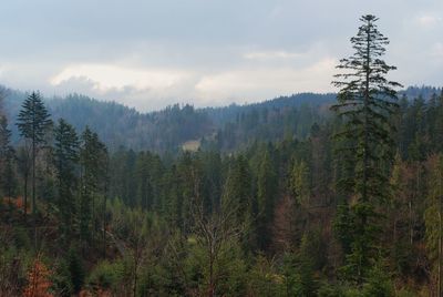 Pine trees in forest against sky