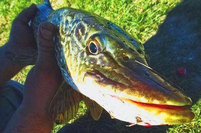 Close-up of hand with fish in water