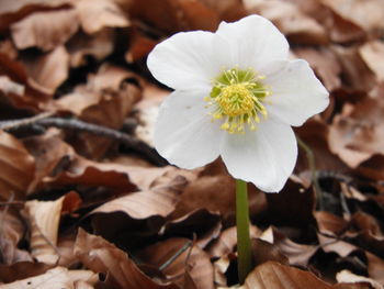 Close-up of white flowering plant