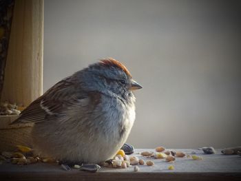 Close-up of bird perching outdoors