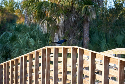 Low angle view of bird perching on railing against trees