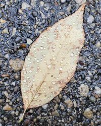 High angle view of leaf on wet floor