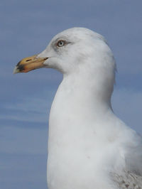 Close-up of seagull against sky