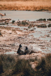 A lone sleeping rhino in the african savannah in namibia, etosha np