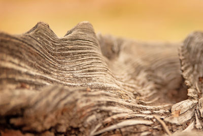 Nature details of a tree roots