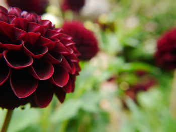 Close-up of red flower blooming outdoors