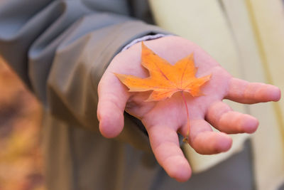 Close-up of hand holding maple leaf