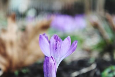 Close-up of purple crocus flower
