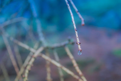 Close-up of water drop on plant at field