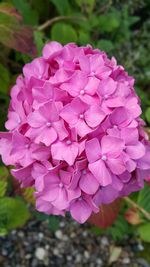 Close-up of pink flowers