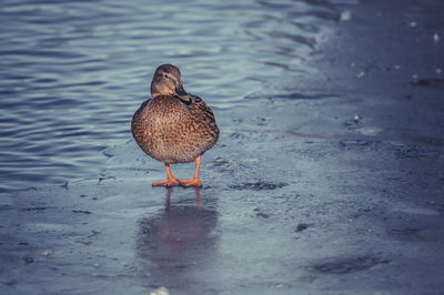 Bird on a lake