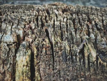 Close-up of tree trunk