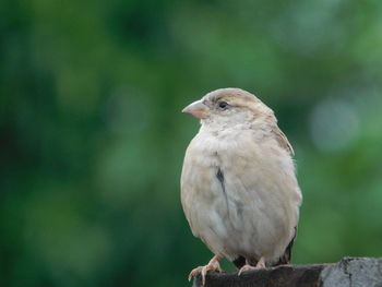 Close-up of bird