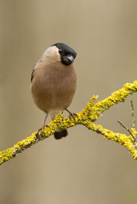 Close-up of bird perching on branch