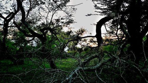 Trees on landscape against sky