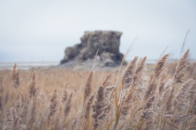 Close-up of wheat growing on field against clear sky