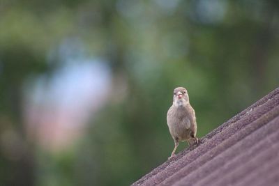 Close-up of bird perching on rooftop