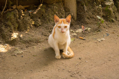 Portrait of cat sitting on street