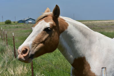 Close-up of horse on field