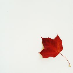 Close-up of red leaves on white background