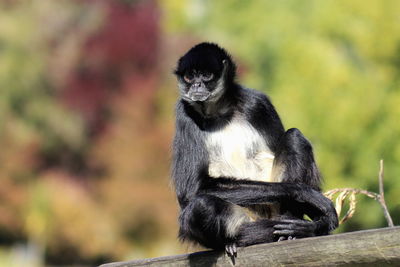 Portrait of monkey sitting outdoors