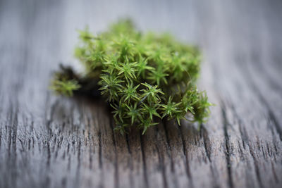 Close-up of fresh green leaves on table